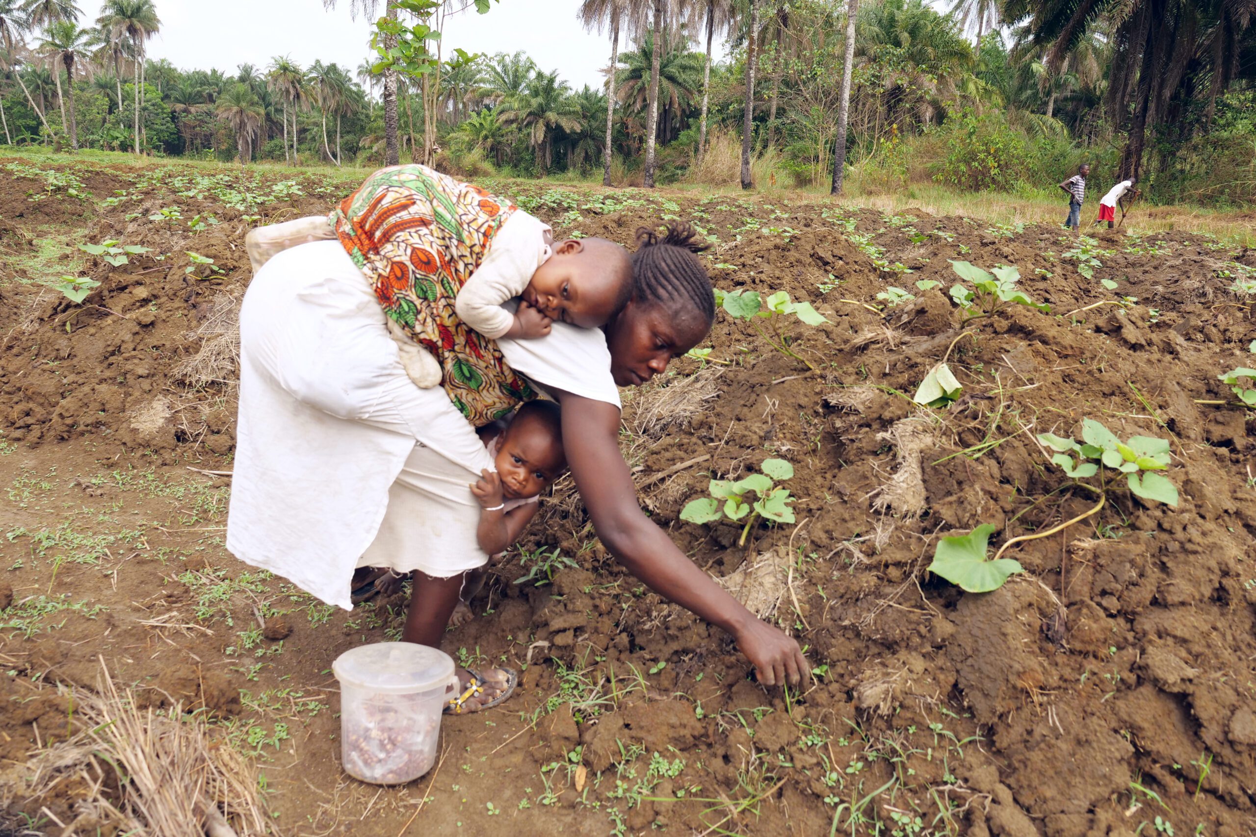 A woman weeds sweet potato plants with a baby on her back and a child at her feet