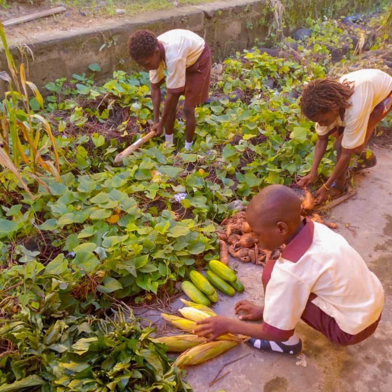 Nigerian students learn to successfully tend a garden at school.