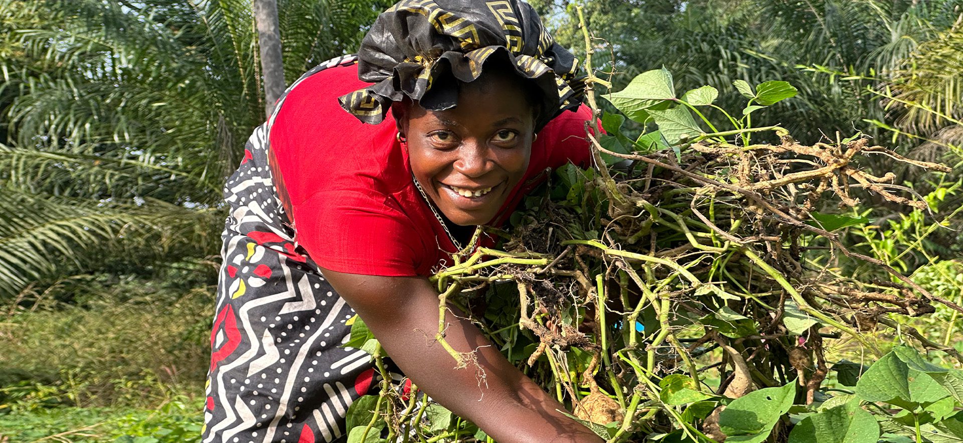 Woman farmer from Sierra Leone harvests her crop.