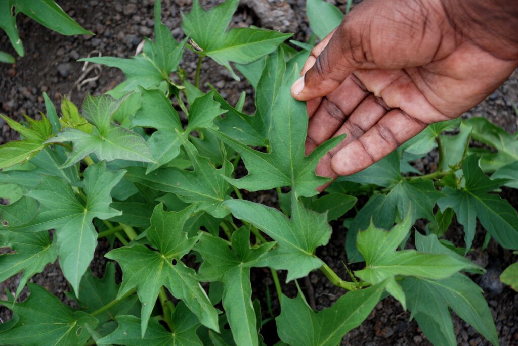 Close-up of a hand touching vibrant green leaves in a garden bed.
