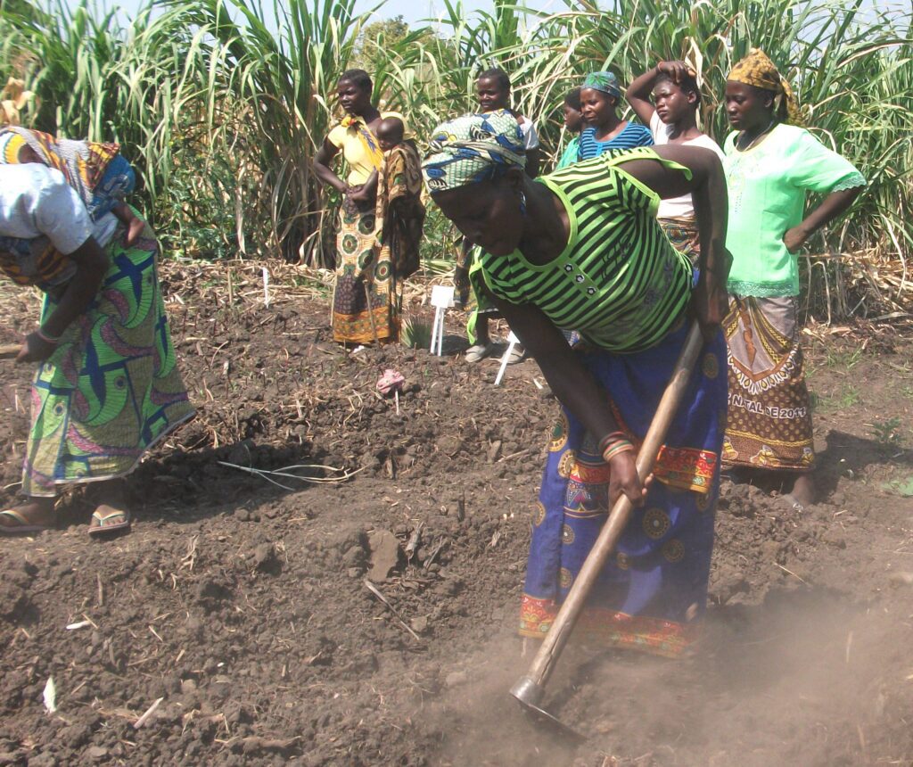 Woman using a hoe to till soil in a rural farm field while other women stand and watch.