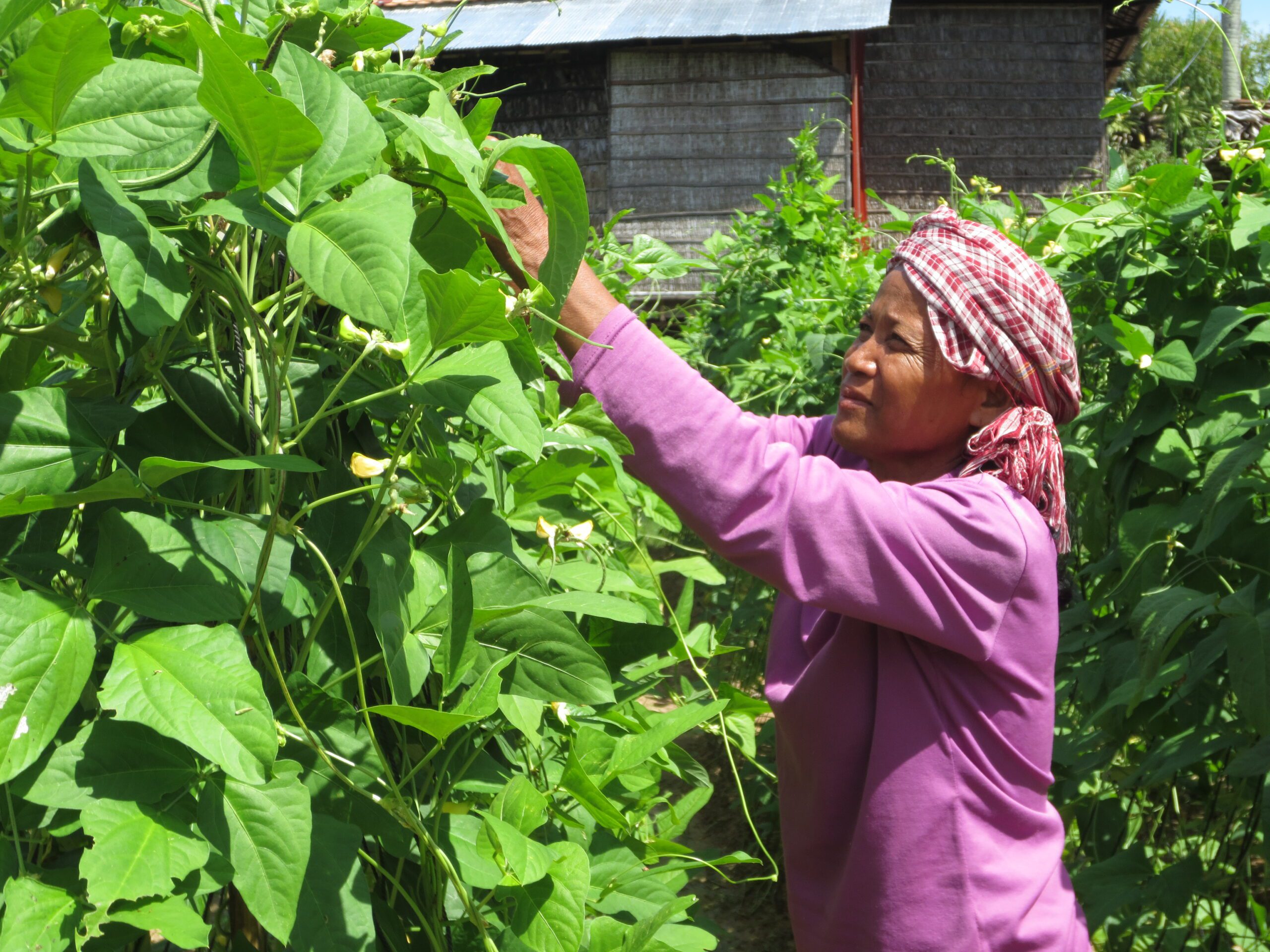 Woman picking fresh green beans from tall plants in a home garden near wooden shed.