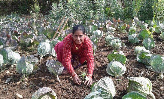 Woman in red sweater picking fresh cabbage heads in a lush vegetable garden.