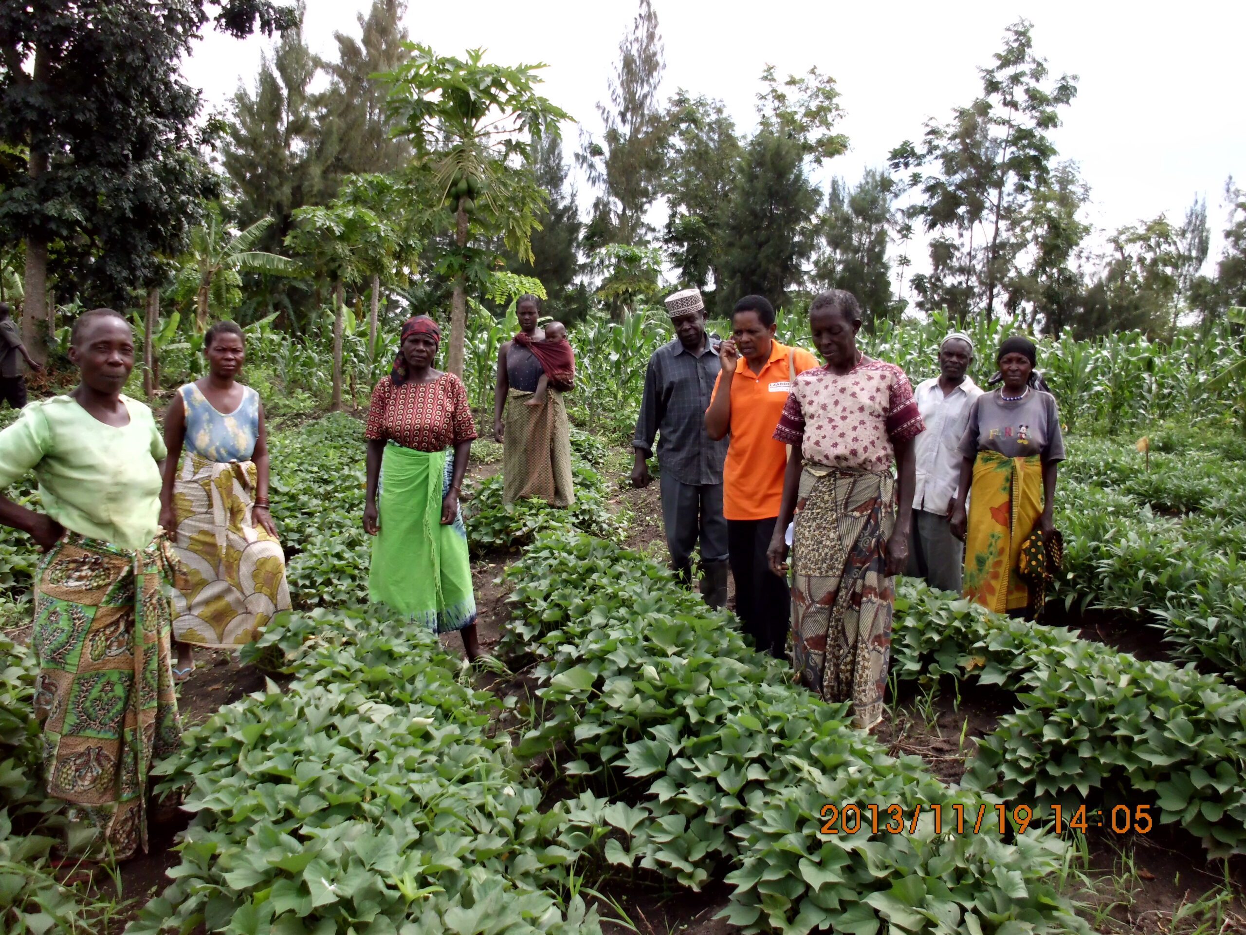 Several farmers in colorful clothing standing among rows of leafy green plants in a rural farm setting.