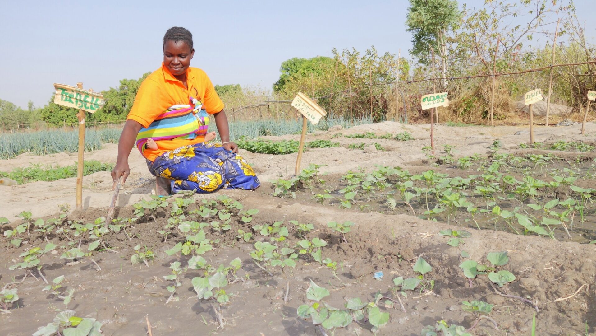 A Burkinabe woman kneels while tending to rows of plants.