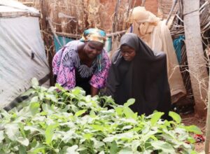 Two Nigerian women work on a small garden together as part of a food security project.