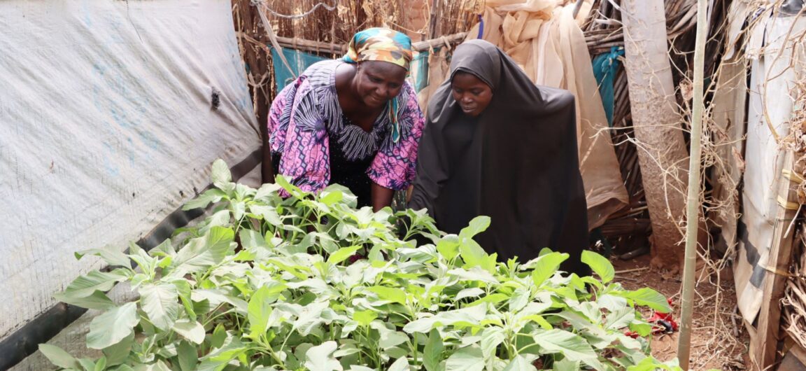Two Nigerian women work on a small garden together as part of a food security project.