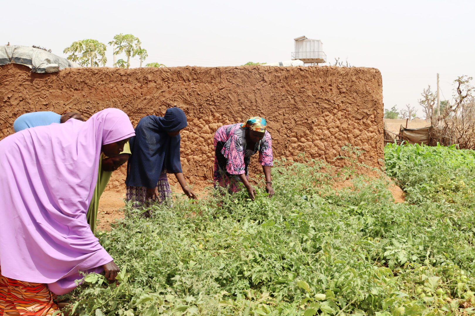 Four Nigerian women work in a garden as part of a food security project.