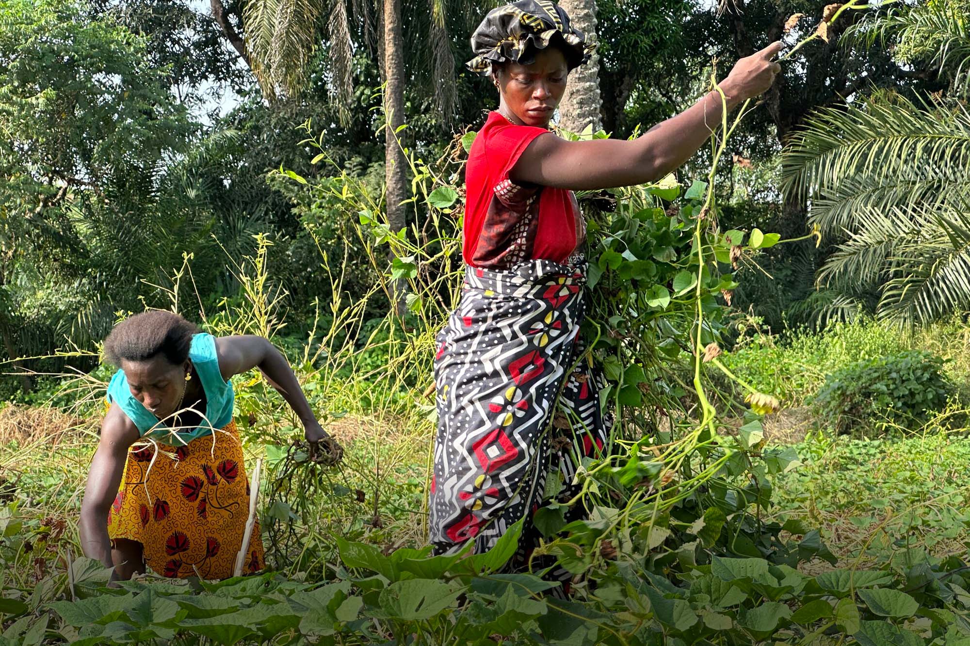 Women tending to plants in community garden