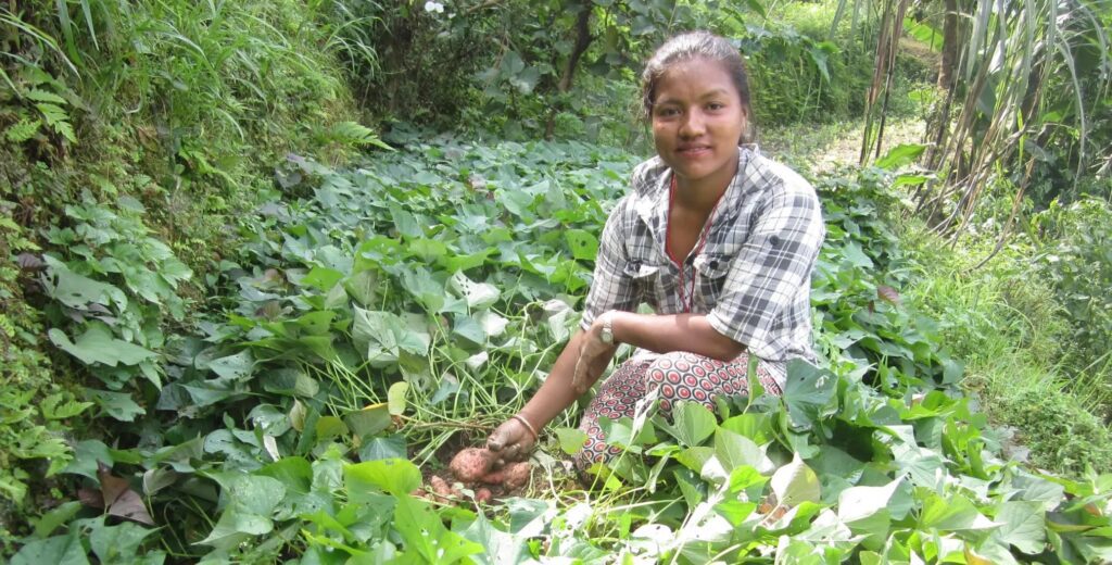 Woman in plaid shirt picking sweet potatoes from lush green garden bed.
