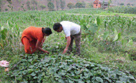 A man and woman bending over to harvest leafy vegetables in a rural farm field.