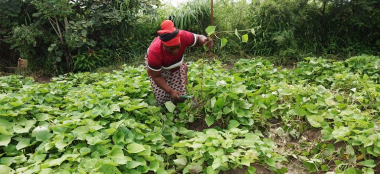 Woman gardening in green vegetable field.