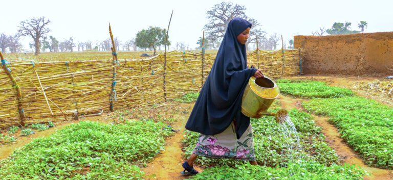 A Nigerian woman waters a field of low green plants.