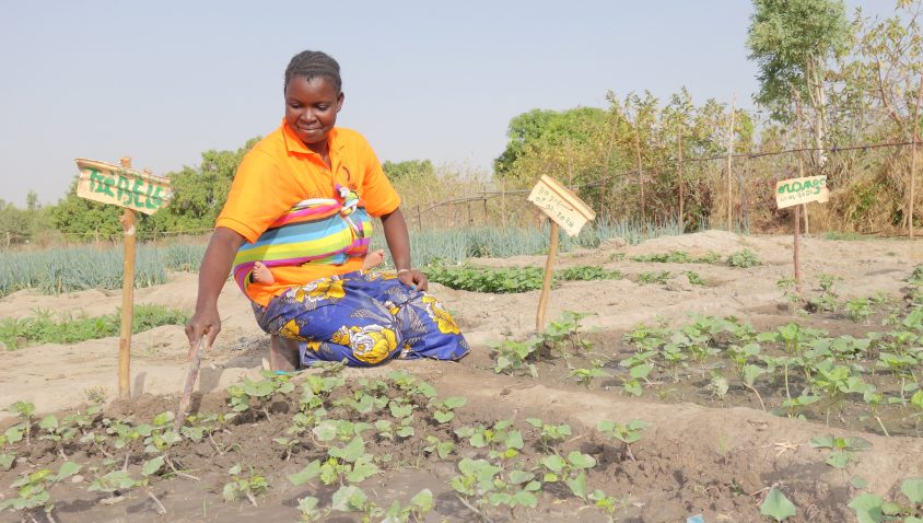 Woman planting seedlings in community garden soil