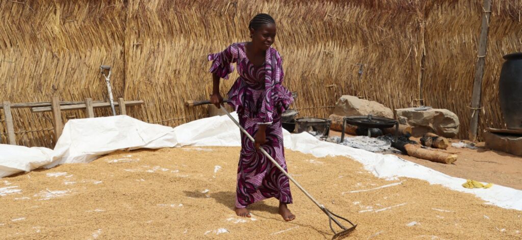 A Nigerian teen girl spreads seeds over a white tarp using a gardening tool.