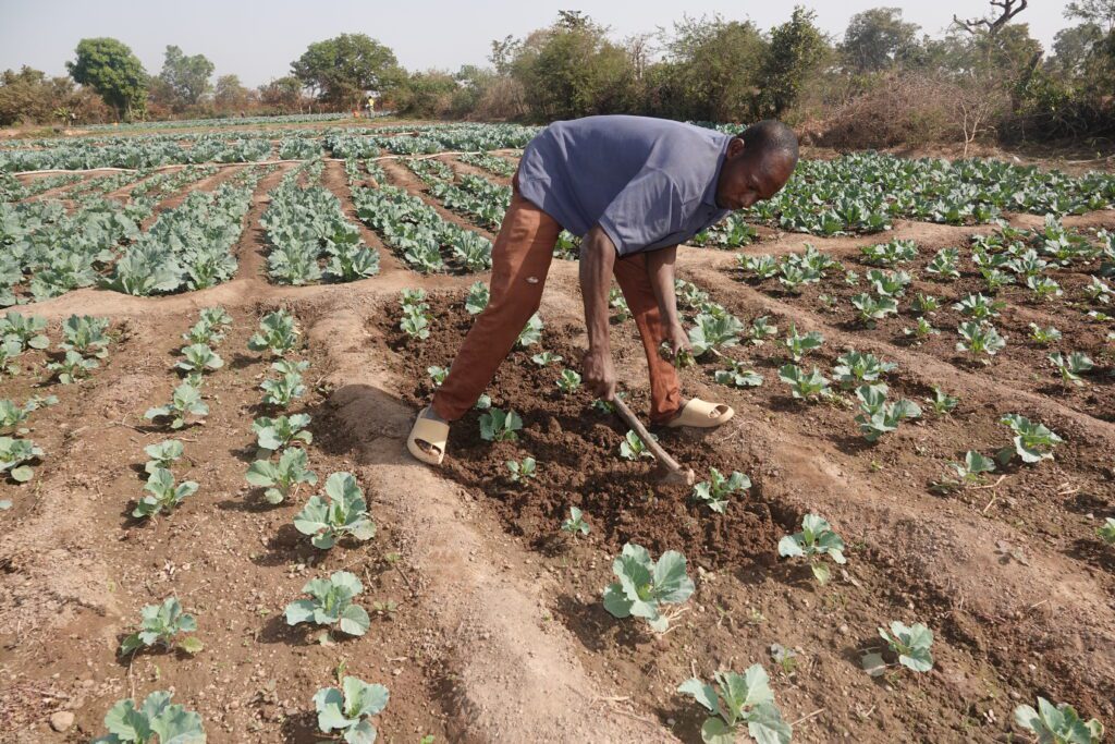 Farmer working in cabbage field under sunlight
