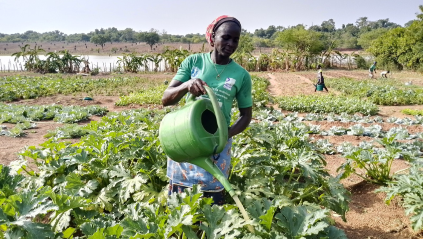 Woman watering plants in a community garden.