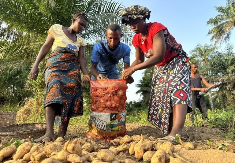Three women farmers cultivating sweet potato harvest.