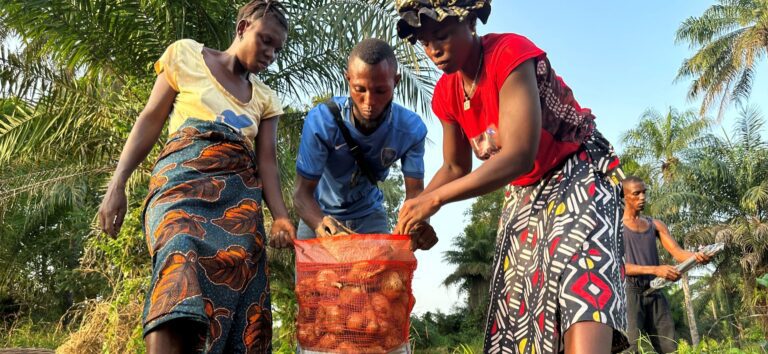 People harvesting sweet potatoes in a farm.