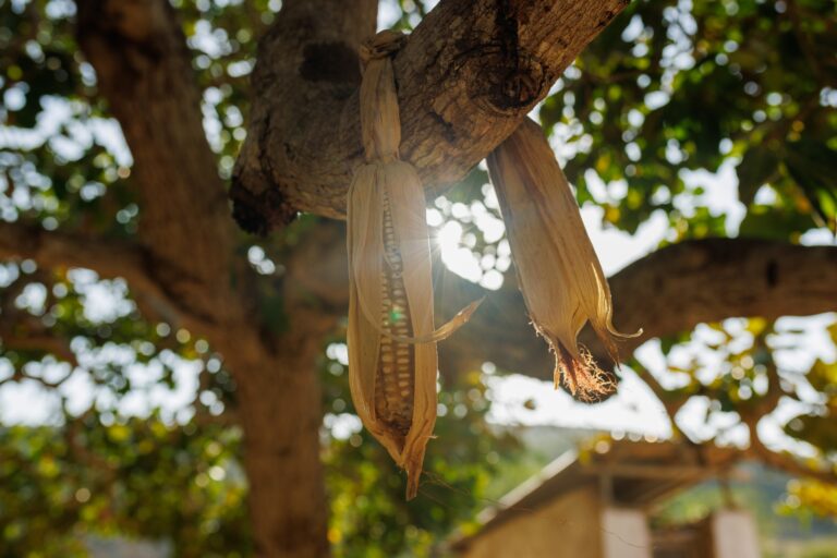 Dried corn cobs hanging on tree branch