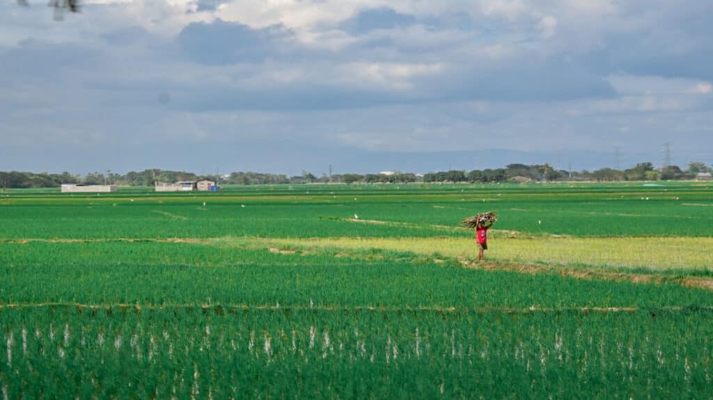Farmland in Nueva Ecija where Suzette lives.