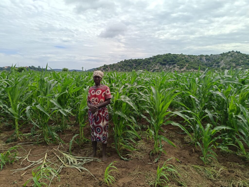 A wide portrait of Joana Mário standing in the middle of a vibrant, tall green maize field with hands clasped, wearing a red patterned top, matching patterned wrap skirt, and headwrap, set against a backdrop of rolling forested hills under an overcast sky.