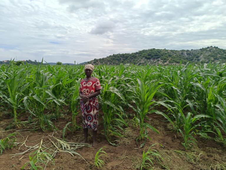 A wide portrait of Joana Mário standing in the middle of a vibrant, tall green maize field with hands clasped, wearing a red patterned top, matching patterned wrap skirt, and headwrap, set against a backdrop of rolling forested hills under an overcast sky.